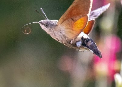 hummingbird hawkmoth